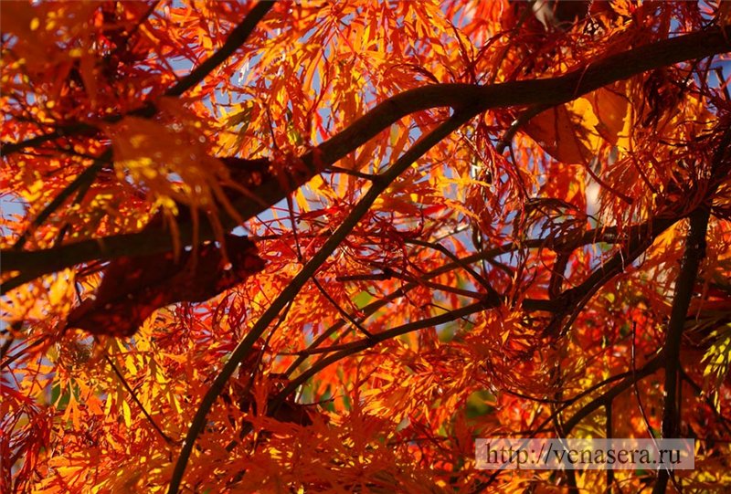 Momiji