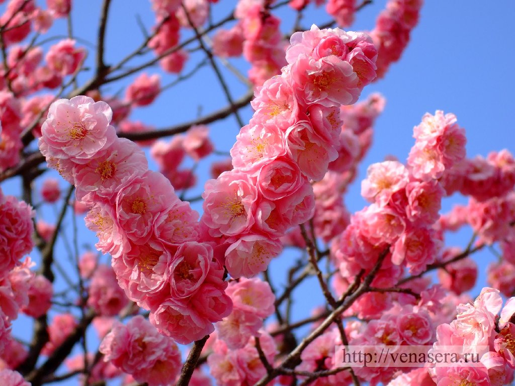 Ume