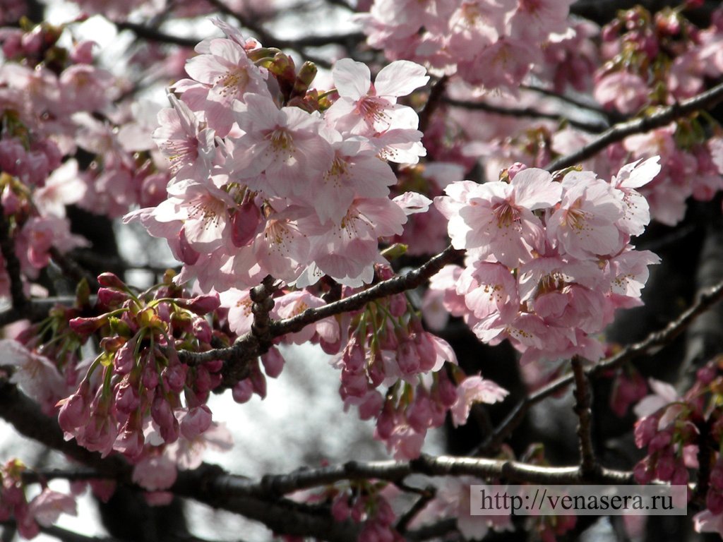 sakura