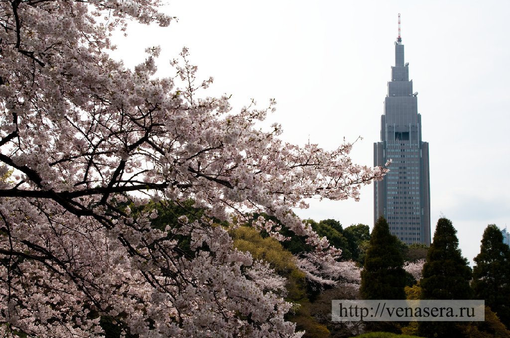 shin-gyo1